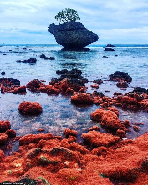 Christmas Island Crabs, Shipwreck Island, Red Crab, Australia Country, Christmas Island, Baby Red, Planets Wallpaper, Rock Face, Exotic Places