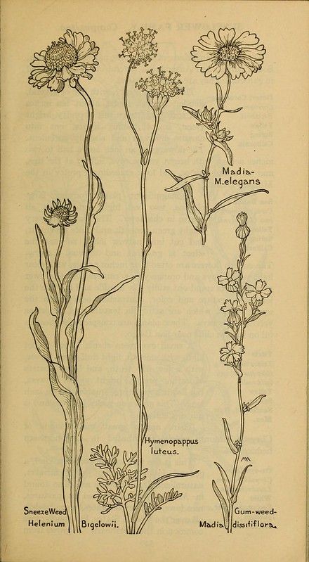 n654_w1150 | Field book of western wild flowers /. New York … | Flickr Western Wild, Wild Flowers, Vintage World Maps, Lily, Humanoid Sketch, New York, Flowers, Art