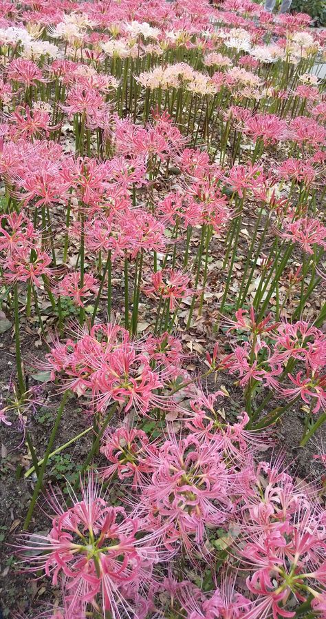 Pink Spider Lily, Spider Lilies, Pink Spider, Lily Wallpaper, Spider Lily, Wallpaper Pink, Lily Flower, Flower Wallpaper, Pretty Flowers