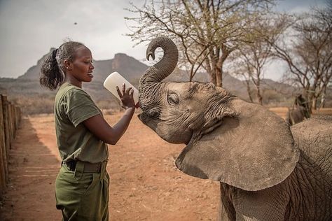 Dorothy and Shaba at Reteti elephant sanctuary @r.e.s.c.u.e Zoology Aesthetic, Wildlife Vet, Animal Management, Studera Motivation, هاكونا ماتاتا, Keystone Species, Conservation Biology, Wildlife Biologist, 9 Lives