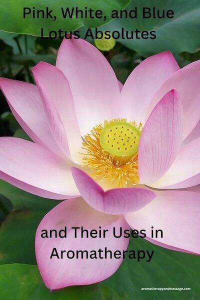 Photo of a pink lotus flower with the words Pink, White, and Blue Lotus Absolutes and Their Uses in Aromatherapy Blue Lotus Essential Oil, Lotus Essential Oil, Lotus Oil, Essential Oil Benefits, Mood Enhancers, Perfume Making, Blue Lotus, Lotus Blossom, Pink Lotus