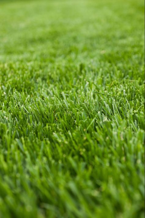 Shade Tolerant Grass, Best Grass Seed, Landscape Bricks, Fescue Grass, Shade Grass, Grass Painting, Growing Grass, Diy Lawn, Grass Wallpaper