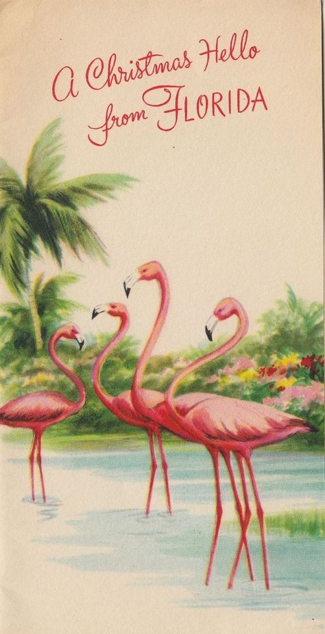 Fresh Slices of Old Florida on Tumblr Vintage Florida Christmas, Vintage Florida Postcards, Christmas Florida, 1940s Christmas, Flamingo Vintage, Florida Flamingo, Florida Postcard, Vintage Flamingo, Florida Vintage