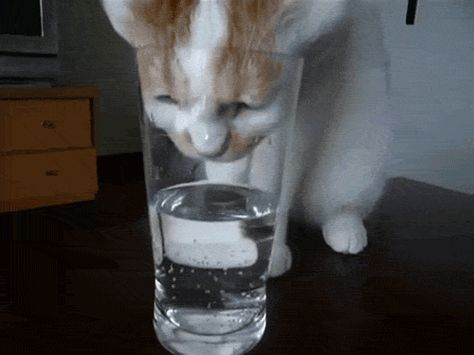 this is how it's done Cat Drinking Water, Fruit Infused Water, Cat Care Tips, Cat Drinking, Beautiful Fruits, Body Hacks, Fruit Infused, Infused Water, Funny Cat Videos