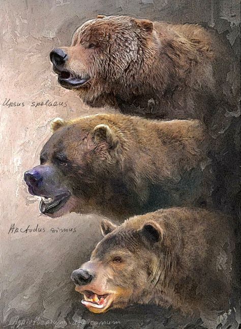 Mega Fauna, Short Faced Bear, Mythical Creature Art, Bear Species, Cave Bear, Prehistoric Wildlife, Fauna Marina, Jurassic World Dinosaurs, Ancient Animals