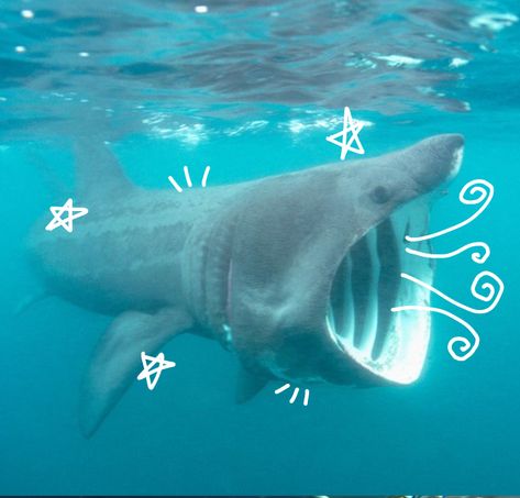 Silly Sea Animals, Shark Widget, Sharks Cute, Silly Sharks, Cool Sea Creatures, Sea Stuff, Basking Shark, Shark Photos, Cool Sharks