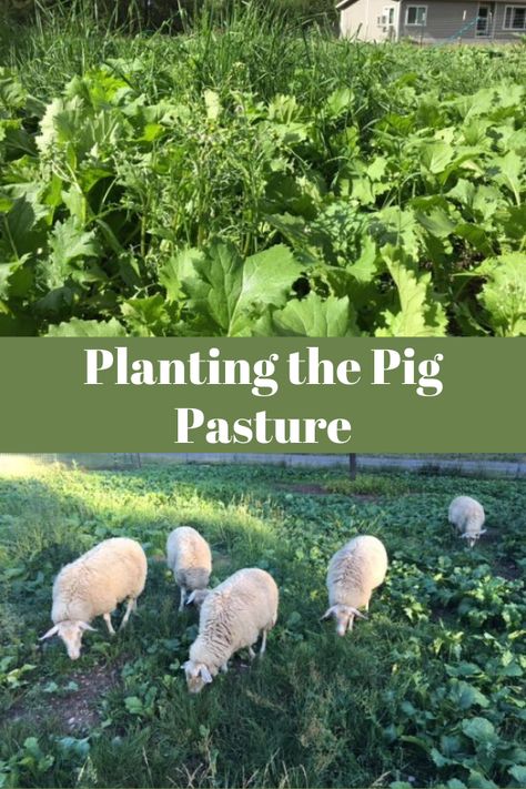 Pig Sty Ideas, What To Feed Pigs, Pig Shelter Ideas, Pig Farming Design, Backyard Pigs, Pig Pasture, Pigs Farming Livestock, Pig Pen Ideas, Pasture Pigs