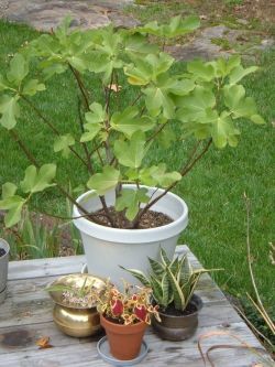 Growing Fig Trees In Containers Growing Figs, Growing Cherry Trees, Trees In Containers, Growing Fig Trees, How To Grow Cherries, Fig Tree Plant, Fig Varieties, Growing Olive Trees, Fig Trees