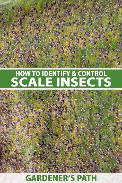 A close up vertical image of an infestation of scale insects on a leaf. To the center and bottom of the frame is green and white printed text. Scale On Plants, Natural Pest Control For Garden, Essential Oils For Pest Control, Orchid Diseases, Garden Pests Control, Get Rid Of Aphids, Vegetable Benefits, Orchid Roots, Organic Gardening Pest Control