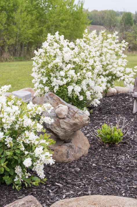 White Summer Snowflake Viburnum Flowering Shrub - CREATIVE CAIN CABIN Summer Snowflake, White Flowering Shrubs, White Flowering Trees, Flowering Bushes, Garden Shrubs, Moon Garden, Flower Landscape, Beautiful Flowers Garden, Flowering Shrubs