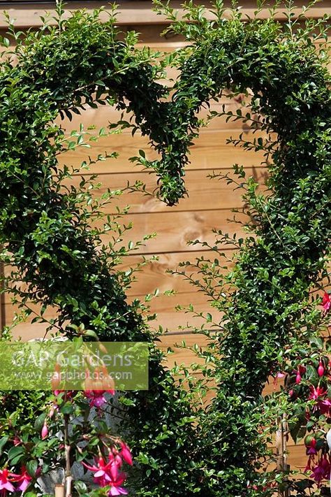 Heart Topiary, Shapes Images, Plant Photography, Heart Shape, Garden Plants, Heart Shapes, Gap, Stock Photos, Plants