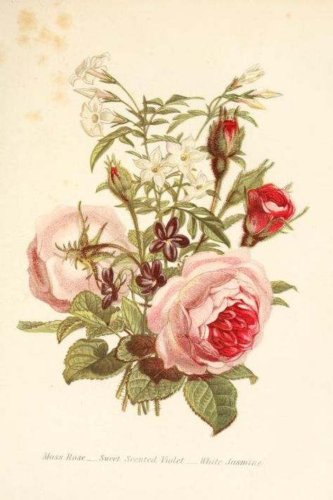 Moss Rose, Sweet Scented Violet and White Jasmine. Plate from The language of flowers, or, Floral emblems of thoughts, feelings, and sentiments by Robert Tyas                 Published 1869  http://archive.org/stream/languageofflower00tyas#page/n13/mode/2up Summer Flower Bouquet, The Language Of Flowers, Moss Rose, Rose Illustration, White Jasmine, Rose Pictures, Colorful Roses, Language Of Flowers, Beautiful Bouquet Of Flowers