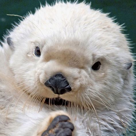 well good I'm crying, that's adorable. Otter Pup, Albino Animals, Baby Otters, Sea Otter, Cute Creatures, Sweet Animals, Animal Planet, Nature Animals, 귀여운 동물