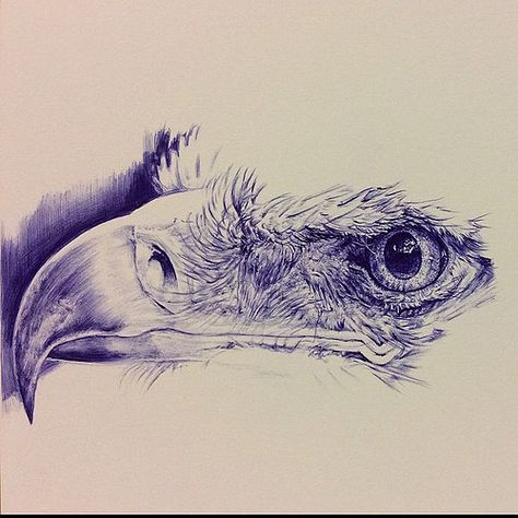 Work in progress. Ballpoint pen drawing of an eagle drawn … | Flickr Drawing Of An Eagle, Ballpen Drawing, Stylo Art, Biro Drawing, Biro Art, Eagle Artwork, Ballpoint Pen Art, Eagle Drawing, Ink Pen Art