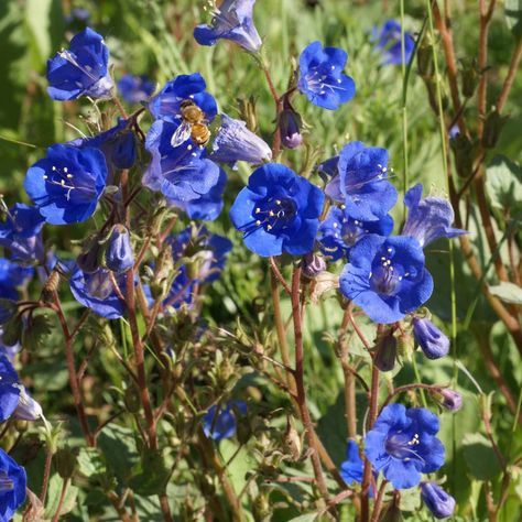 California Bluebell Seeds - Phacelia Campanularia Wild Flower Seed Phacelia Campanularia, Canterbury Bells, Blue Bell Flowers, Blossom Garden, Blue Bell, Plant Spacing, Garden Living, Heirloom Seeds, Wildflower Seeds