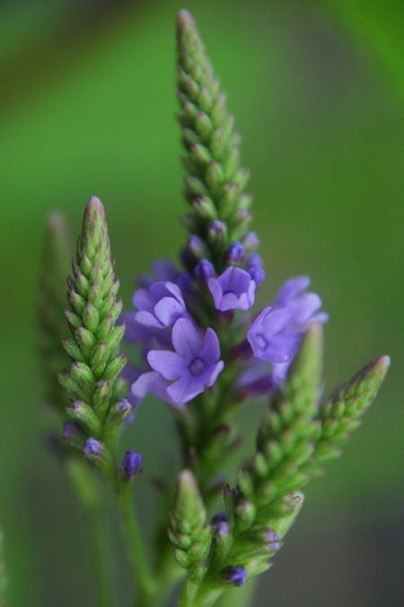 Vervain Plant, Vervain Flower, Mystical Flowers, Medicinal Gardening, Bach Flowers, Flower Remedies, Tattoo Plant, Sacred Plant, Healing Plants