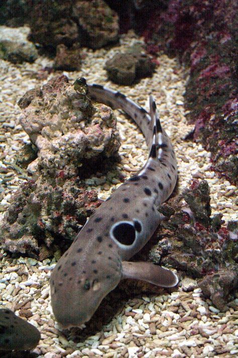 Epaulette Shark, Dark Facts, Shark Sculpture, Fish Tank Themes, Small Shark, Shark Family, Curious Creatures, Everything Happens For A Reason, Marine Animals