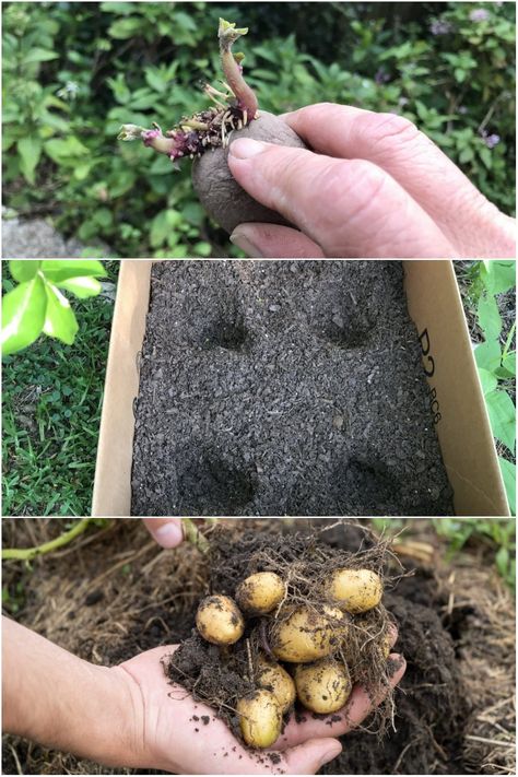 How to Easily Grow Potatoes In a Cardboard Box Potato Gardening, Potato Planters, Grow Potatoes, Types Of Potatoes, Planting Potatoes, How To Store Potatoes, Seasoned Potatoes, Acid Loving Plants, Garden Hacks