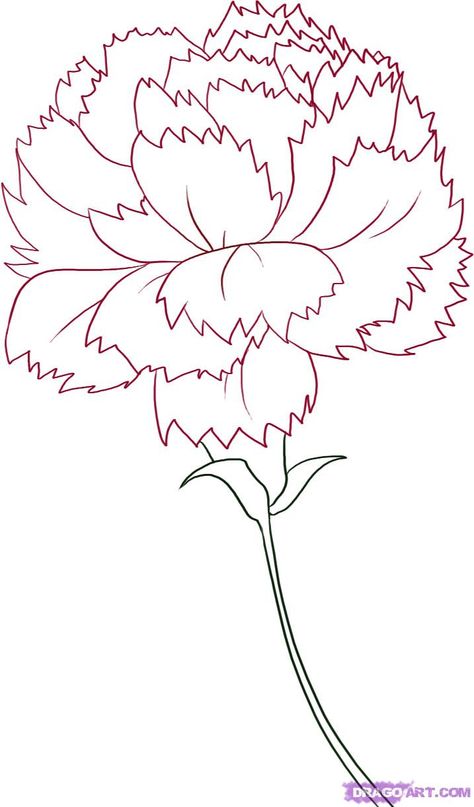 Carnation Flower Drawing | How to Draw a Carnation, Step by Step, Flowers, Pop Culture, FREE ... Carnation Flower Drawing, Carnation Drawing, Hur Man Ritar Blommor, Flower Step By Step, Flower Drawing Tutorials, Carnation Flower, Plant Drawing, Guided Drawing, Drawing Lessons