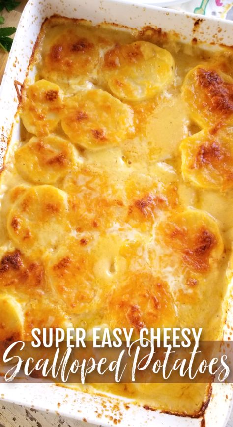 A quick and easy potato casserole recipe that combines both Scalloped and Au Gratin recipes for a creamy, cheesy potato bake Baked Southern Cheesy Scalloped Potatoes, Cheddar Cheese Scalloped Potatoes, Scalloped Potatoes Using Canned Potatoes, Best Cheeses For Scalloped Potatoes, Scalloped Potatoes With Hashbrowns, Scalloped Potatoes Boxed, Sour Cream Scalloped Potatoes, Taste Of Home Scalloped Potatoes, Carnation Scalloped Potatoes