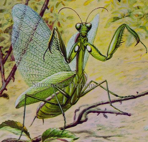 The Sixties, Copper Brown, Praying Mantis, Natural History, Shades Of Blue, Russia, History