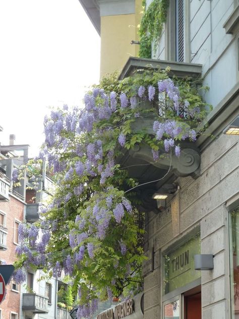 Photos Of Italy, Mountains In Italy, Plant Apartment, Deck Railing Planters, Italian Flowers, Balcony Gardens, Italian Gardens, Wisteria Lane, Italy Photos