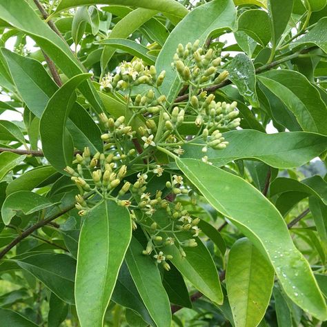 Spring at the summit. Sandalwood trees in flower. | Sandalwood, Tamanu & Nangai Oil Products Sandalwood Tree, Ganesh Photo, Green Oasis, Rose Lily, Herbal Magic, Plant Photography, Wood Tree, Perfect Garden, Medicinal Herbs