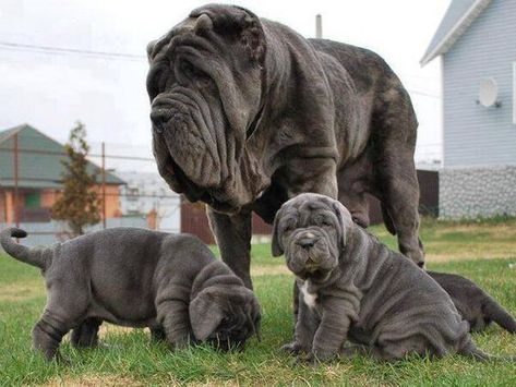 Massive Dogs, Mastiff Dog Breeds, Pet Anime, Wrinkly Dog, Neapolitan Mastiff, Mastiff Breeds, Neapolitan Mastiffs, Mastiff Puppies, Big Dog Breeds