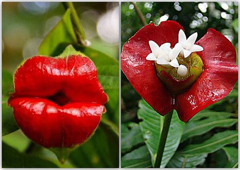 Psychotria elata - Hot Lips! Hot Lips Plant, Crazy Flowers, Botanical Floral Art, Weird Plants, Inspiring Photos, Unusual Plants, Unusual Flowers, Rare Flowers, Plant Flower