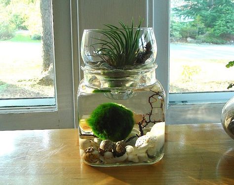 Marimo Marimo Aquarium, Moss Ball Terrarium, Zen Office Decor, Marimo Moss Ball Terrarium, Marimo Terrarium, Plants In Jars, Marimo Moss, Marimo Moss Ball, Indoor Water Garden