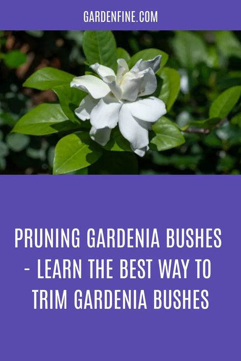 Gardina Bush Shrubs, Pruning Gardenia Bush, How To Grow Gardenias, Gardenia Shrub Landscaping, Magnolia Bush, Gardenia Trees, Gardenia Leaves Turning Yellow, Growing Gardenias, How To Trim Bushes