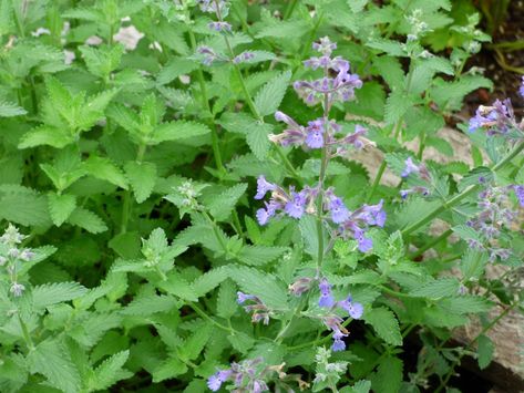 Catmint, is an aromatic herb that is commonly grown in the garden. This easily grown plant has an interesting history regarding its various uses in the landscape. Find out more about catmint in this article. Cat Mint Plant, Catmint Plant, Cat Mint, Companion Gardening, Diy Garden Fence, Plant Tips, Hydroponic Farming, Hydroponics Diy, Growing Tomatoes In Containers