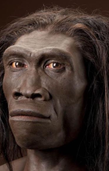 1.5-.5million BC- Homo erectus is the first clearly human species. They use bone, stone, & wood tools in the early Old Stone Age. Homo Erectus, Homo Habilis, Human Zoo, Ancient Astronaut Theory, Ancient Egypt Pharaohs, Ancient Astronaut, Human Evolution, Early Humans, History Facts Interesting