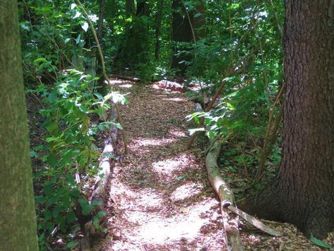 Shade Garden Design, Woodland Plants, Path Ideas, Forest Garden, Wildflower Garden, Woodland Garden, Garden Pathway, Garden Landscape Design, Garden Cottage