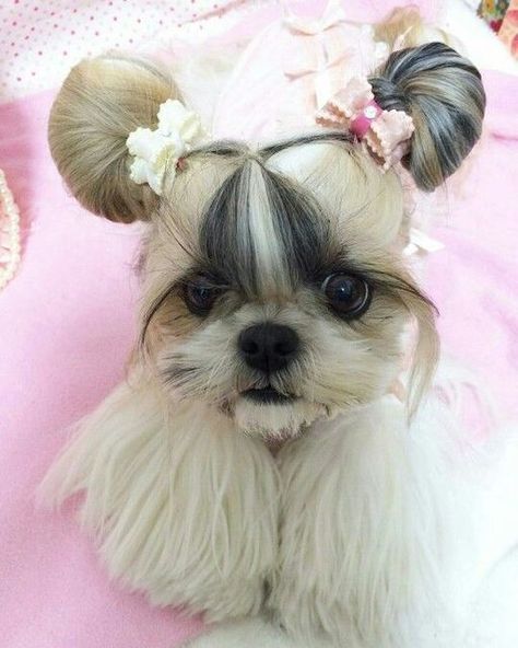 Shih Tzu Names, Shitzu Dogs Haircuts, Dog Grooming Shih Tzu, Tattoos Dog, Painting Dogs, Teacup Puppy, Perro Shih Tzu, Shitzu Dogs, Animal Aesthetic