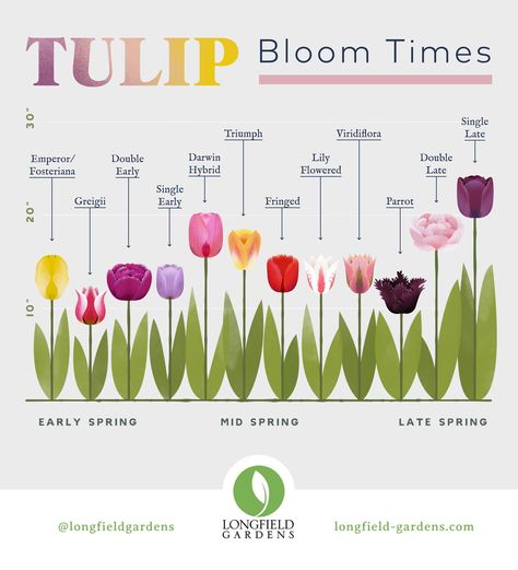 How To Start A Tulip Farm, Different Types Of Tulips, Tulip In Garden, Tulip Types, Tulip Landscaping, Tulip Garden Ideas, Tulips In Garden, Tulips Landscape, Tulip Planting