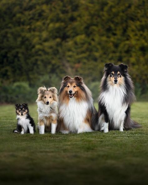 Mini Collie, Sheep Dog Puppy, Beautiful Dogs Photos, Sheltie Puppy, Sheltie Dogs, Herding Dogs, Blue Merle, Collie Dog, Shetland Sheepdog