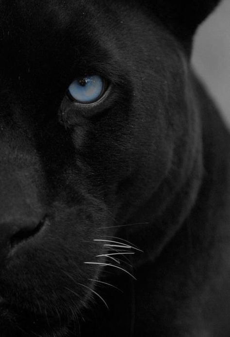 My Spirit Animal :)  #Panther Regard Animal, Black Jaguar, Large Cats, Animal Planet, Exotic Pets, Beautiful Cats, Black Panther, Big Cats, Spirit Animal