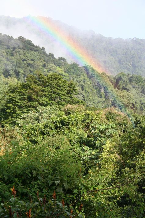 Tropical forests may soon hinder, not help, climate change effort Tropical Forests, Tropical Climate, Tropical Forest, The Dreamers, Forest, Candy, Water, Green, Quick Saves