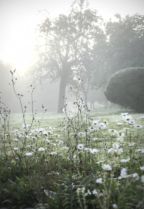 I love foggy mornings ❤ Foggy Garden Aesthetic, Foggy Spring Morning, Misty Morning Aesthetic, Gallant Aesthetic, Spring Morning Aesthetic, Foggy Morning Photography, Foggy Morning Aesthetic, Foggy Flowers, Foggy Garden