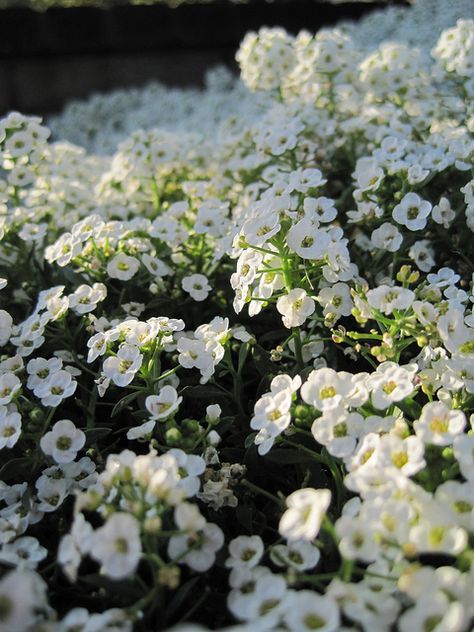 How to Grow Sweet Alyssum (Carpet Flower) Alyssum Flowers, Sweet Alyssum, How To Garden, Blue Barn, Crystal Makeup, Deer Resistant Plants, White Flies, Beyond Beauty, Sweet Smell