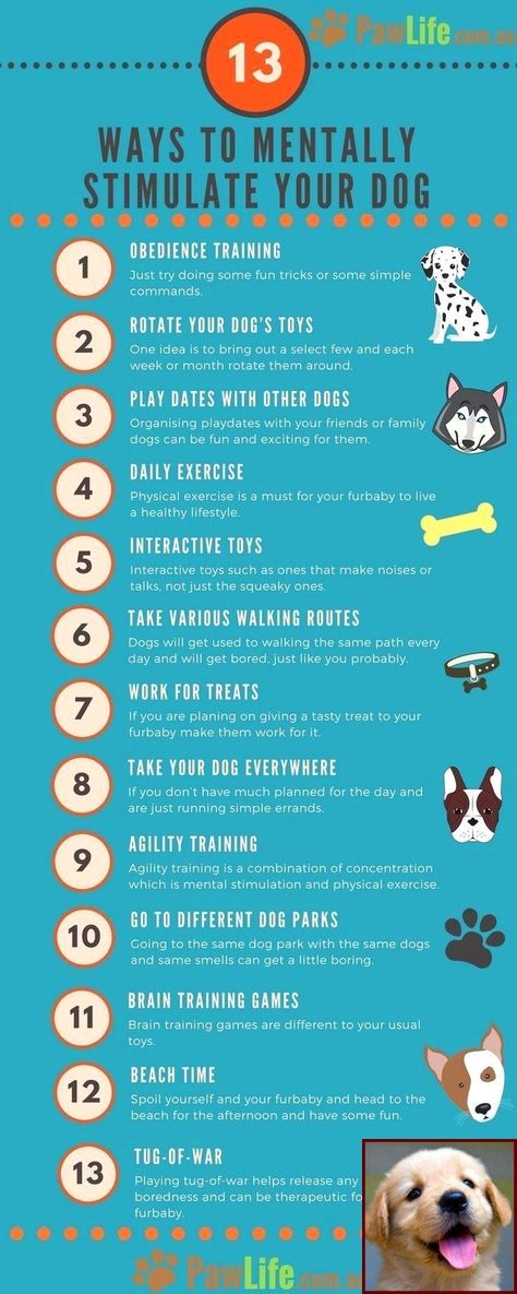 #1 Have Dog Behavior Problems? Learn about Dog Behavior Terms and Clicker Training For Dogs Does It Work. Lou Dog, Dog Commands Training, Dog Organization, Easiest Dogs To Train, Basic Dog Training, Cesar Millan, Fox Terriers, Dog Help, Upper West Side