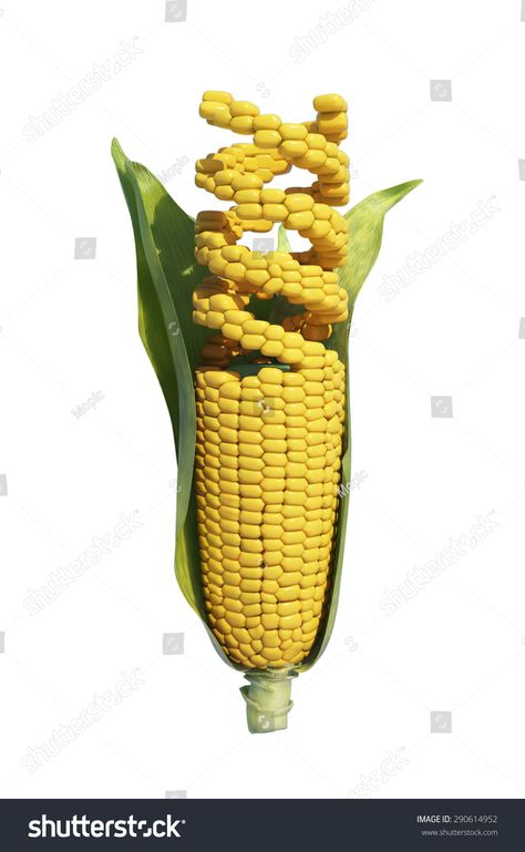 GMO corn -agricultural genetics research #Ad , #affiliate, #corn#GMO#agricultural#research Corn Drawing, Gmo Corn, Design Symbols, Poster Drawing, Creative Icon, Slide Design, Icons Design, Writing Skills, Corn