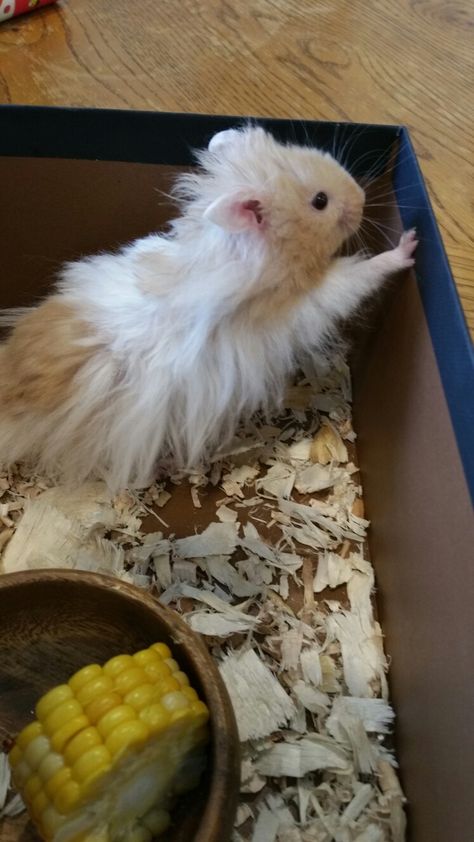 Long Hair Hamster, Long Haired Hamster, Hamster Diy Cage, Hamster Diy, Hamster Life, Hamster Habitat, Hamster Care, Hamster Cages, Cute Hamsters