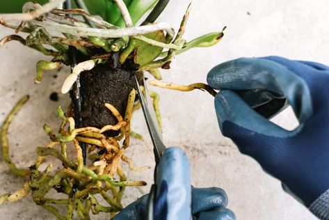 How to Deal With Orchid Root Rot Pruning Orchids, Orchids In Water, Oncidium Orchids, Orchid Plant Care, Orchid Varieties, Orchid Roots, Healthy Colors, Orchid Leaves, Bacterial Diseases