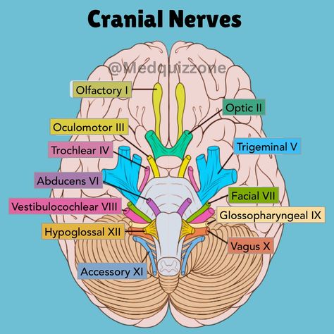 Let’s revise Cranial Nerves 🧠 Save it for later ⬇️ 📌Follow @medquizz0ne for daily quizzes and more study tips. . . . . . . . . . . . . . . . . . . . . . #usmle #plab #nle #amc #haad #foryou #asmr #doctor #nurse #whitecoat #fyp #grow #StudyWithMe #fly #viralvideo #reels #reels #account #pmdc #dha #comlex #mccqe #nZreX #mCqS #cranialnerves #neurodiversity #medicalstudent #futuredoctor #neuroanatomia Medical Student Study, Nursing School Survival, Cranial Nerves, Nursing School Notes, Medical School Essentials, Future Doctor, School Survival, Holistic Medicine, Nclex