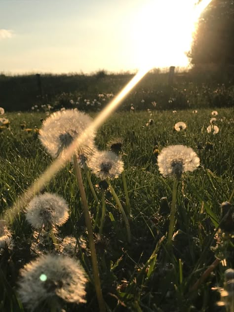 Dandelion Aesthetic, Scenery Pictures, Nothing But Flowers, Flower Therapy, Spring Aesthetic, Foto Ideas Instagram, Aesthetic Images, Animals Of The World, Nature Aesthetic