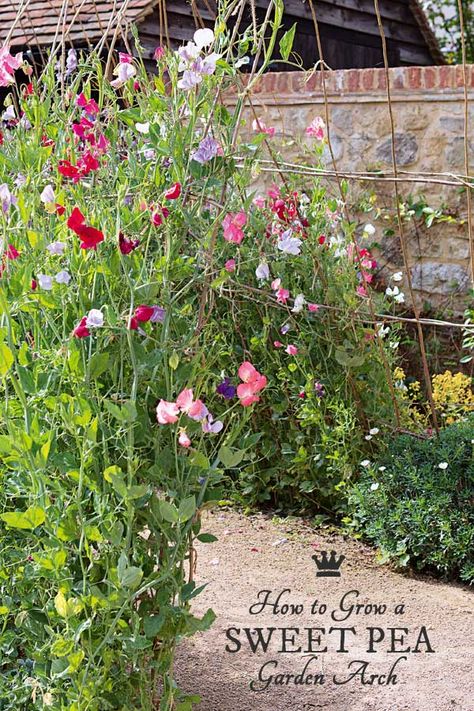 Grab some sweet pea seeds and willow rods, and you can make this gorgeous, scented archway (or secret tunnel) for your garden. This project is shared from the new book, Gardening on a Shoestring: 100 Fun Upcycled Garden Projects by Alex Mitchell. Sweet Pea Garden, Pea Garden, Obelisk Ideas, Upcycled Garden, Garden Patch, Sweet Pea Seeds, Annual Garden, Secret Tunnel, Garden Obelisk