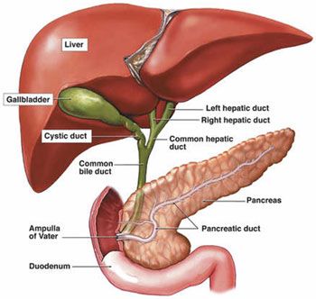 Liver GB and Pan Liver Anatomy, Digestive System Anatomy, Basic Anatomy And Physiology, Bile Duct, Human Body Anatomy, Liver Detoxification, Human Anatomy And Physiology, Medical Anatomy, Body Anatomy