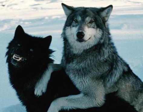 Wolf Photos, Timber Wolf, Wolf Love, Wolf Pictures, Silly Dogs, Pretty Animals, Wolf Dog, Black Wolf, Silly Animals